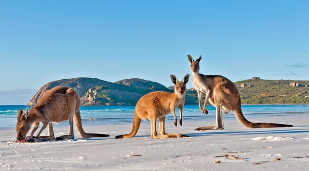 Kangaroo family on the white sandy beach