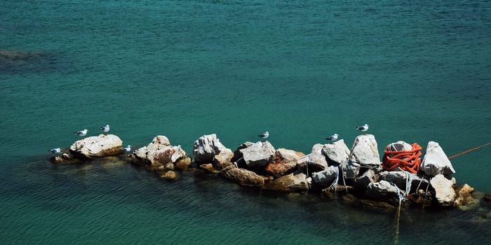 Seagull Stone Sea