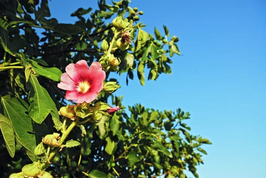 Blossom and Tree
