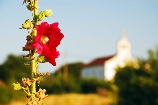Flower and Church