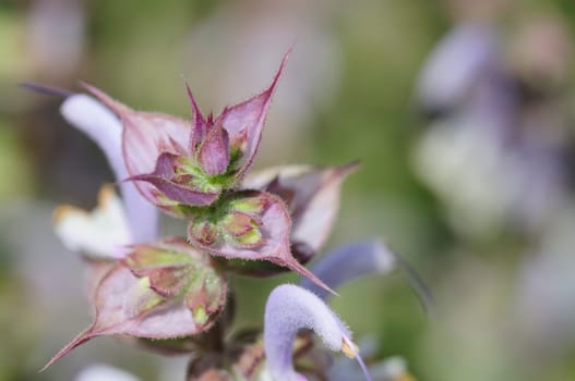 Clary sage