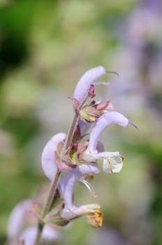 Clary sage