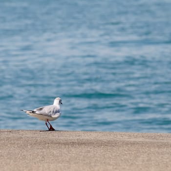 tern