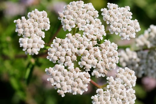 yarrow