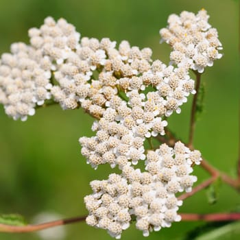 yarrow