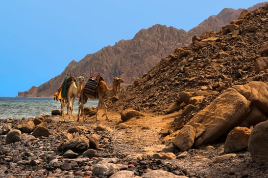 Caravan on the way to Ras Abu Gollum