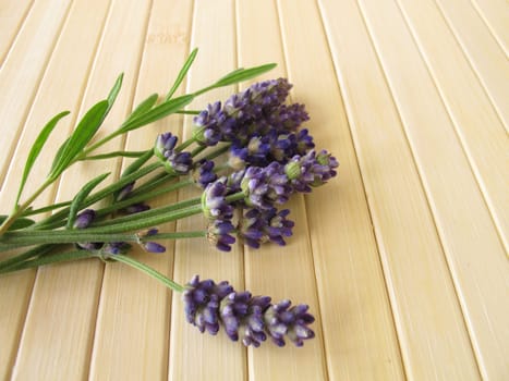 A bouquet of lavender