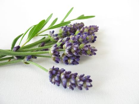 A bouquet of lavender