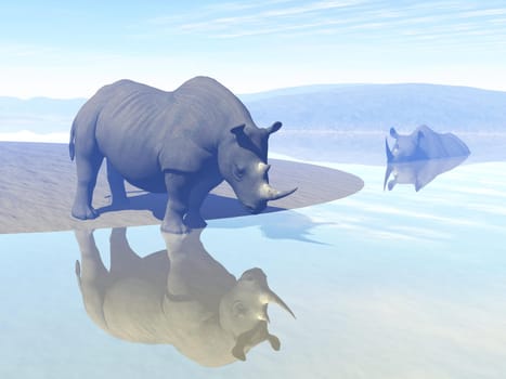 Thirsty rhinoceros drinking water next to another having a bath in the savannah by morning light