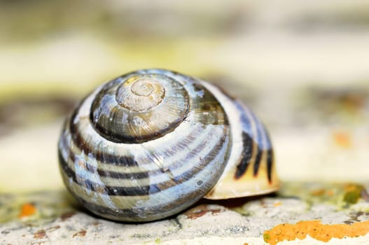 empty snail shell