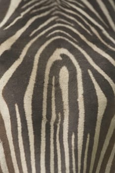 The stripe of Grevys zebra. Texture. Vertically.