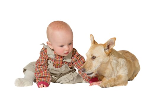 A faithful jack russel terrier lies patiently guarding an inquisitive little baby, his friend and companion for life isolated on white