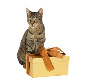 Alert tabby cat with a festive gift box with a large gold bow for your Christmas, anniversary , birhday or wedding wishes isolated on white