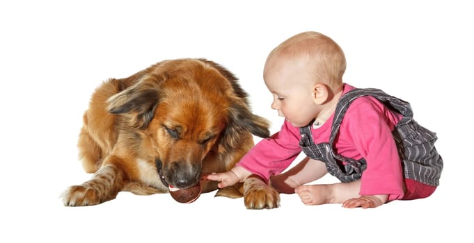Cute young baby sitting on the floor reaching across and caressing the faithful family pet dog isolated on white