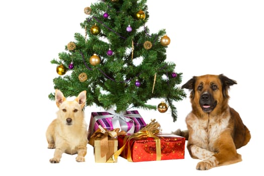 Two happy dogs lie under the Christmas tree flanking a pile of colourful giftwrapped festive gifts isolated on white