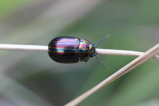 Rainbow leaf beetle (Chrysolina cerealis)