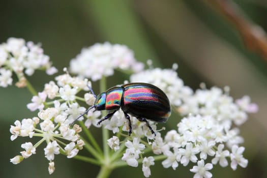 Rainbow leaf beetle (Chrysolina cerealis) on flower umbel