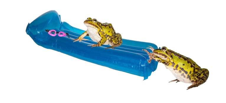 Humorous conceptual image of two frogs on summer vacation with swimming goggles and a lilo enjoying the.pleasure of floating while swimming, isolated on white