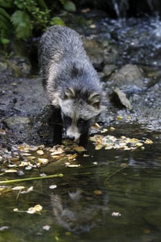 Raccoon dog