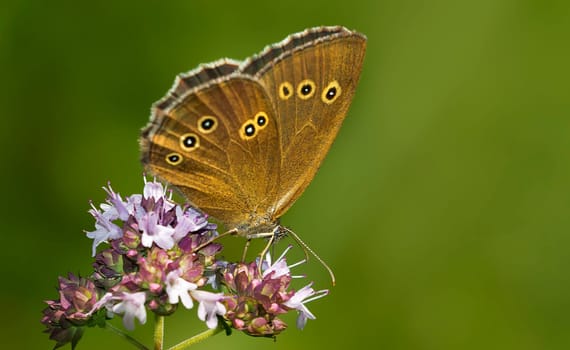 Brown forest bird on Origanum vulgare