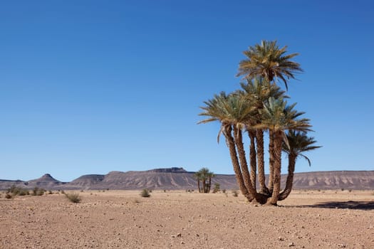 Desert landscape with date palms and mountains near Tagounite, Sahara desert, Morocco.