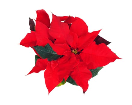 Red Poinsettia isolated on a white background