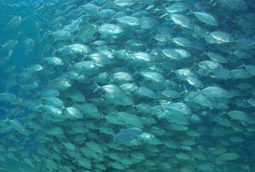 School of mackerel in Philippine waters
