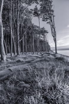 Ghost Forest