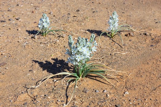 Plant with white petals on stony desert ground, Merzouga, Morocco.
