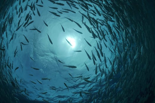 Mackerel in a shoal
