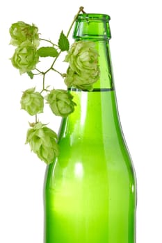 Green bottle of beer and branch of hop. Isolated on white