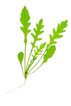 Leaves of lettuce rocket (Diplotaxis tenuifolia),isolated against white background