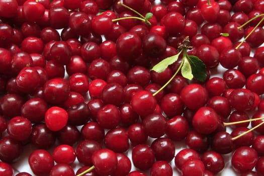 freshly picked sour cherries