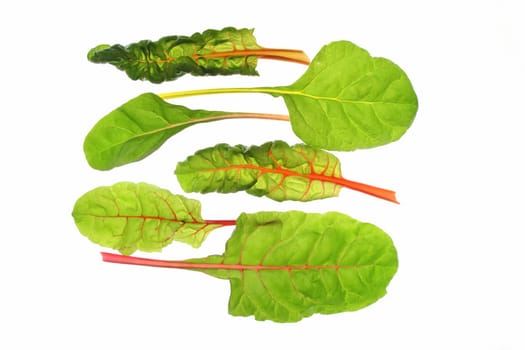 different coloured chard leaves (Beta vulgaris subsp. vulgaris),isolated against a white background