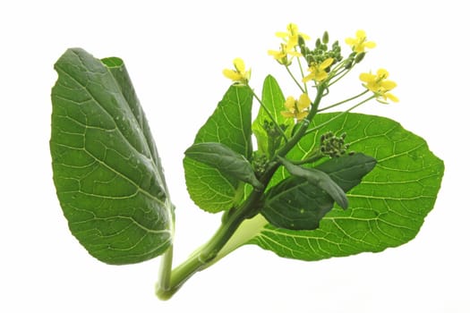Isolated flower of Pok Choi (Brassica rapa chinensis) against white background