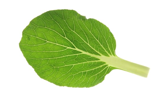 Isolated leaves of pok choi (Brassica rapa chinensis) against white background