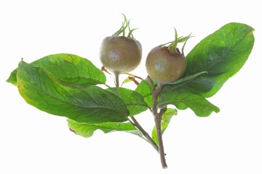 Branch of loquat (Mespilus germanica) with fruits and leaves,isolated against white background