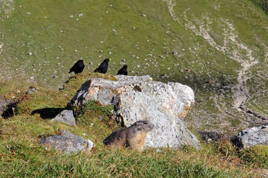 Marmots and Alpine choughs