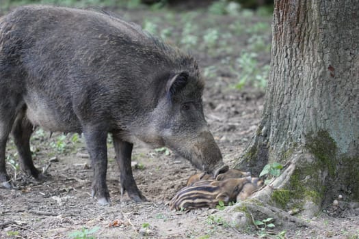 Bache guards her newborn youngsters