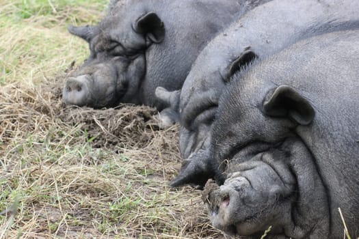 Three sleeping pot-bellied pigs
