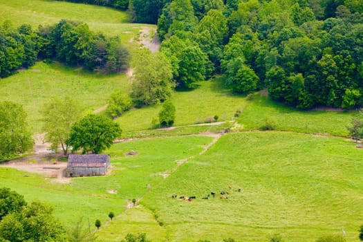Bird&#039 s eye view of farmland and cattle