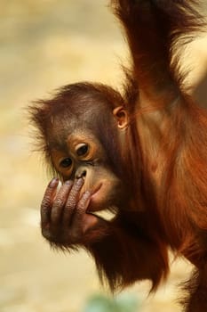 Young orangutan