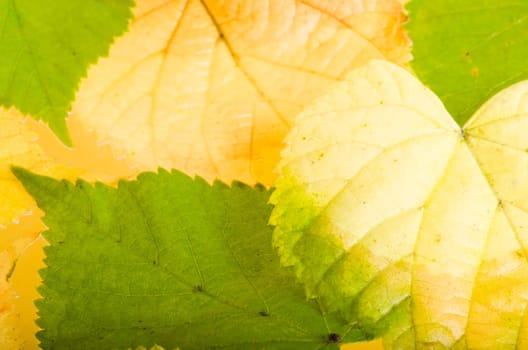 Yellow and green fallen down leaves, background