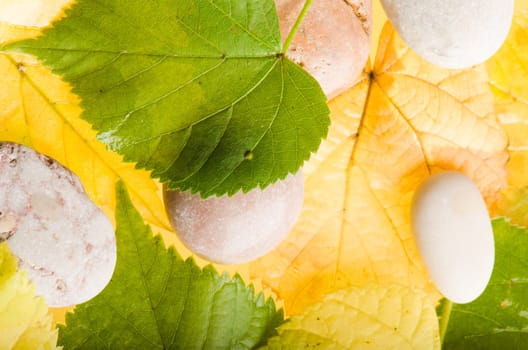 Yellow and green fallen down leaves, background