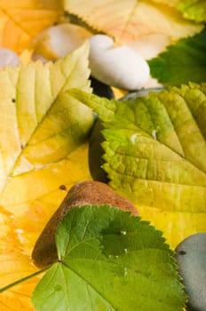 Yellow and green fallen down leaves, background