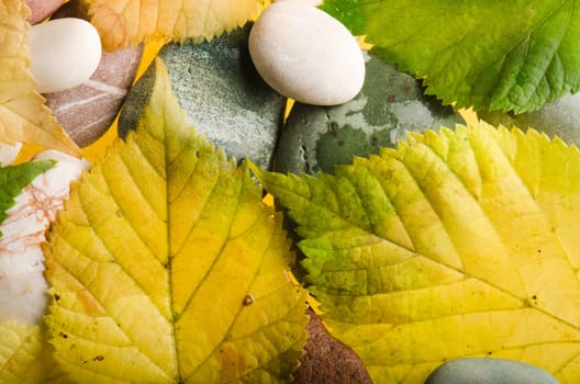 Yellow and green fallen down leaves, background