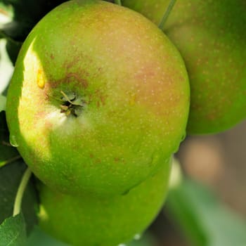 Apple cultivation