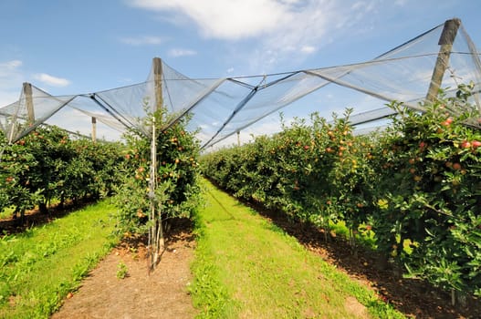 Apple cultivation
