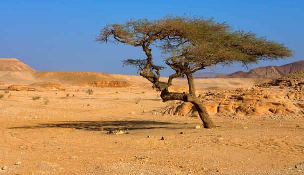 Great Blackthorn Acacia in Wadi Feiran