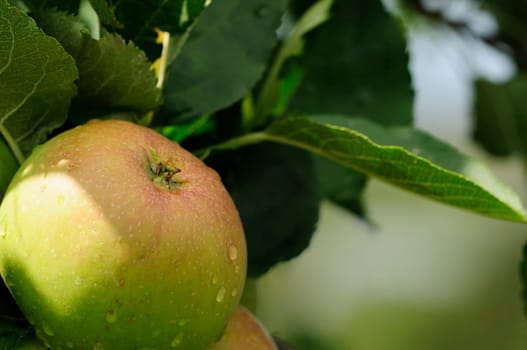 Apple cultivation